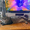 cat, tabby_cat, feline, indoor, living_room, coffee_table, wooden_table, television, colorful_screen, plant, potted_plant, candles, furniture, floor, curious, pet, relaxed, fluffy, home_decor, cozy