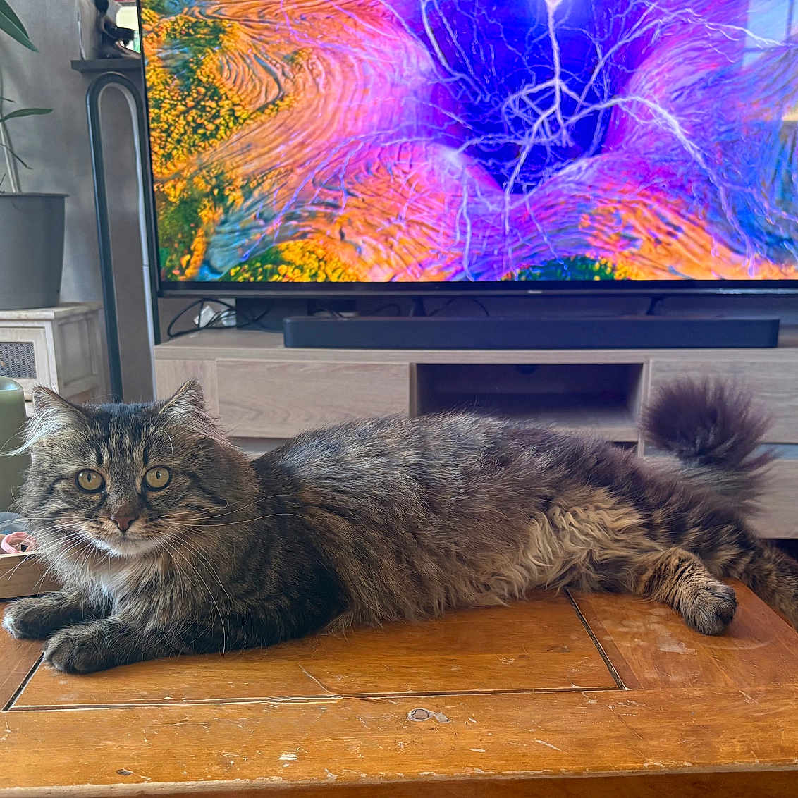 Balou participe au concours pour gagner de l'argent avec cette photo : cat, tabby_cat, feline, indoor, living_room, coffee_table, wooden_table, television, colorful_screen, plant, potted_plant, candles, furniture, floor, curious, pet, relaxed, fluffy, home_decor, cozy
