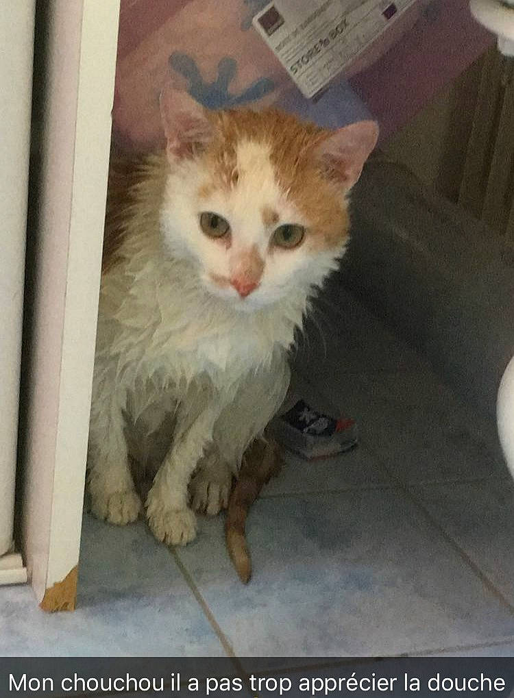 Oliver participe au concours pour gagner de l'argent avec cette photo : beige, carnivore, cat, fawn, felidae, floor, flooring, foot, fur, kitten, liver, photo_caption, small_to_medium_sized_cats, snout, toe, vertebrate, whiskers