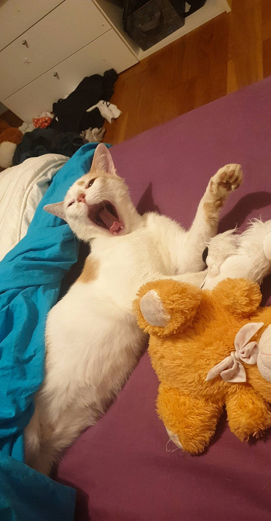 Oliver participe au concours pour gagner de l'argent avec cette photo : bed, bed_sheet, bedding, bedroom, blanket, carnivore, cat, domestic_short_haired_cat, felidae, fur, linens, paw, plush, room, small_to_medium_sized_cats, stuffed_toy, tail, vertebrate, whiskers