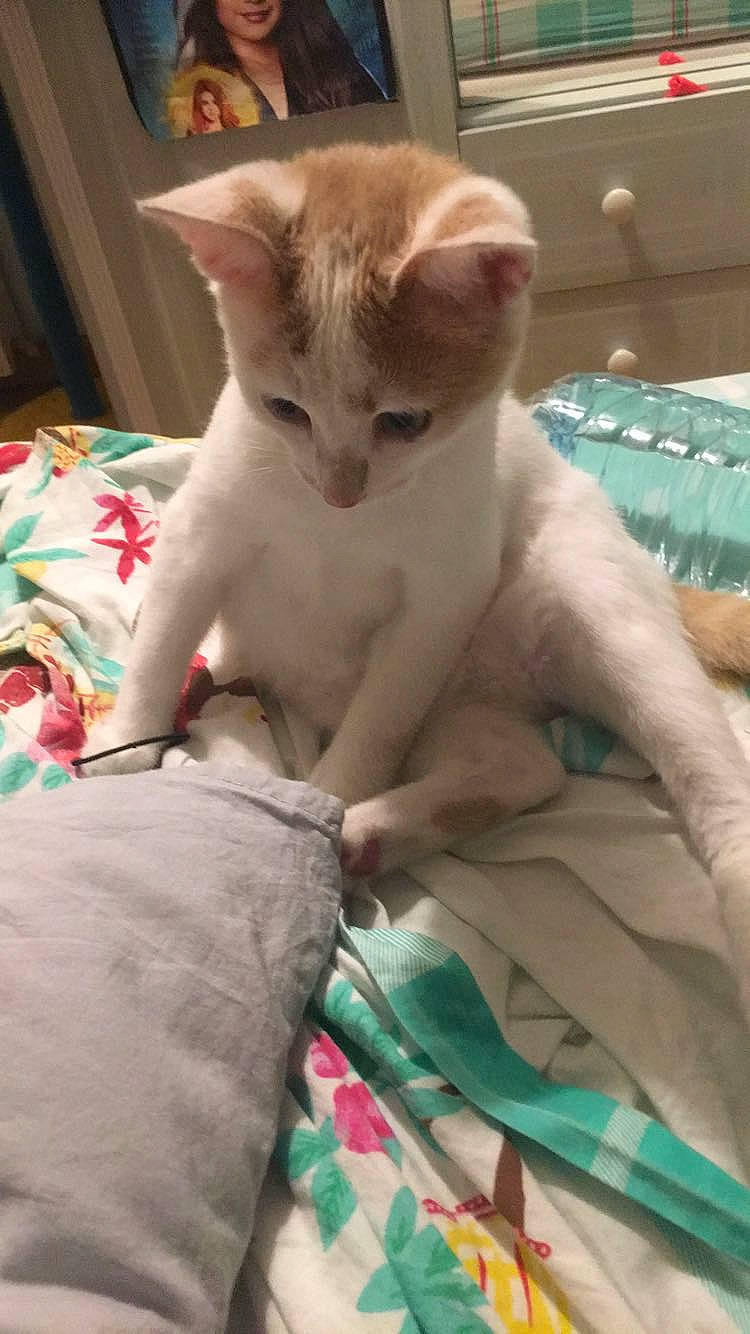 Oliver participe au concours pour gagner de l'argent avec cette photo : aqua, bed, bedding, blanket, carnivore, cat, comfort, domestic_short_haired_cat, felidae, fur, linens, small_to_medium_sized_cats, snout, tail, teal, turquoise, vertebrate, whiskers