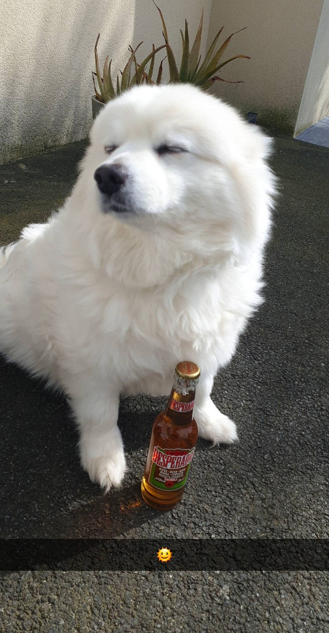 Douchka a rejoint le concours — aidez-le/la à gagner de superbes lots ! beer, beer_bottle, bottle, canidae, carnivore, companion_dog, dog, dog_breed, drink, fur, glass_bottle, non_sporting_group, puppy, snout, spitz, sporting_group, toy_dog, vertebrate, volpino_italiano, working_animal