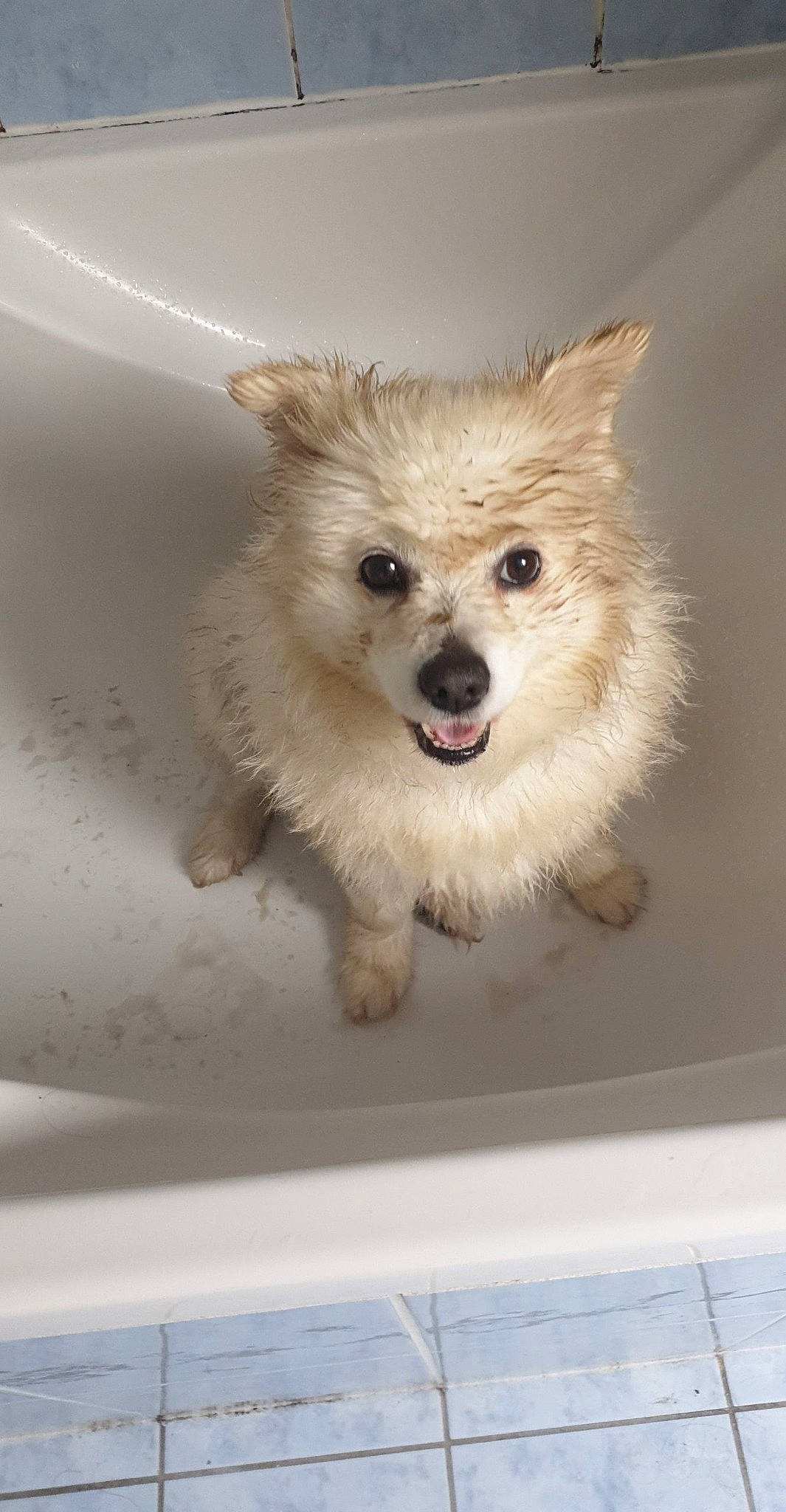 Douchka participe au concours pour gagner de l'argent avec cette photo : canidae, canis, carnivore, companion_dog, dog, dog_breed, fawn, fur, mammal, non_sporting_group, snout, spitz, tongue, vertebrate, working_animal