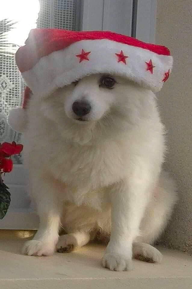 Douchka participe au concours pour gagner de l'argent avec cette photo : canidae, carnivore, collar, companion_dog, coquelicot, costume_hat, cut_flowers, dog, dog_breed, dog_supply, flowerpot, fur, houseplant, non_sporting_group, pet_supply, rose, snout, sporting_group, vertebrate, working_animal