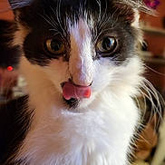 Tato is registered to the contest to win money with this photo: cat, animal, black_and_white, fluffy, tongue_out, close_up, pet, whiskers, feline, cute, indoor, curious, mammal, portrait, domestic_animal, soft_fur, playful, face, ears, nose