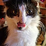 cat, animal, black_and_white, fluffy, tongue_out, close_up, pet, whiskers, feline, cute, indoor, curious, mammal, portrait, domestic_animal, soft_fur, playful, face, ears, nose