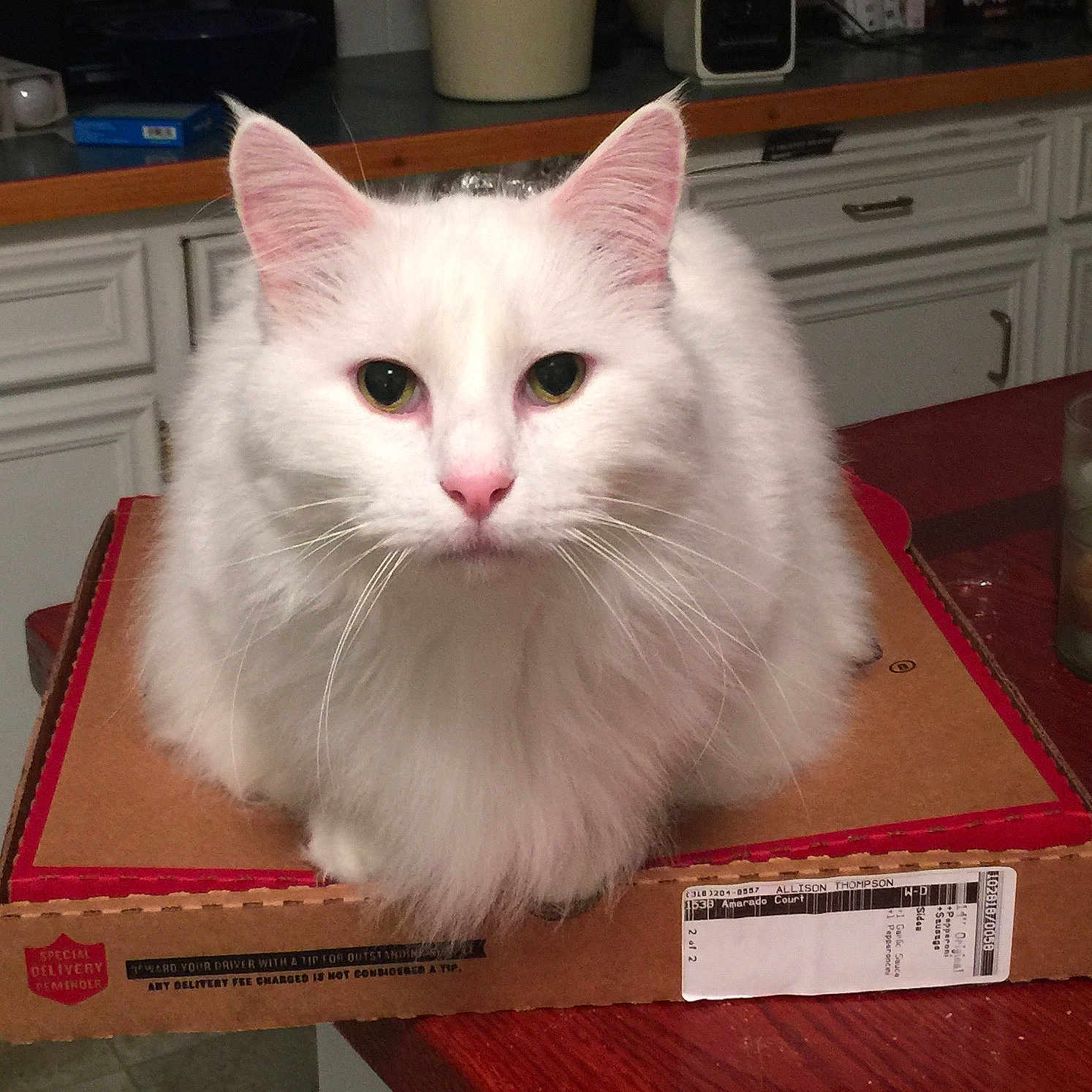 Albie is registered to the contest to win money with this photo: american_curl, asian_semi_longhair, carnivore, cat, cymric, domestic_long_haired_cat, domestic_short_haired_cat, felidae, khao_manee, mammal, napoleon_cat, norwegian_forest_cat, persian, person, ragamuffin, ragdoll, small_to_medium_sized_cats, turkish_angora, turkish_van, vertebrate