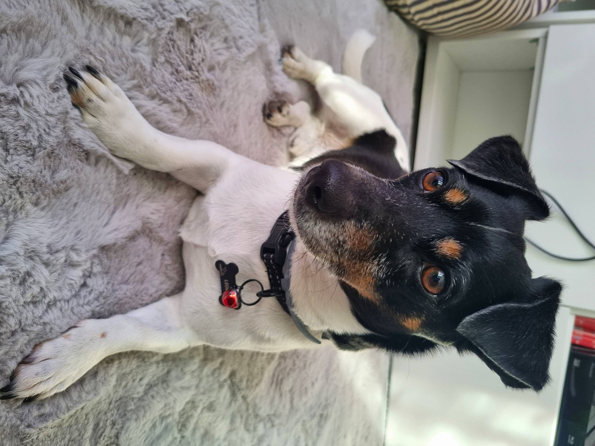 Léon a rejoint le concours — aidez-le/la à gagner de superbes lots ! canidae, carnivore, collar, companion_dog, dog, dog_breed, dog_collar, dog_supply, ear, fawn, fur, guard_dog, leash, paw, pet_supply, snout, sporting_group, whiskers, window, working_animal