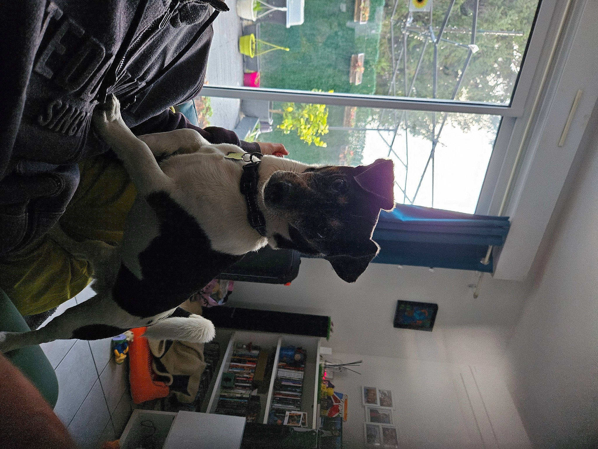 Léon a rejoint le concours — aidez-le/la à gagner de superbes lots ! building, carnivore, electrical_wiring, felidae, fictional_character, flooring, glass, house, machine, personal_protective_equipment, plant, room, tree, vehicle_door, window