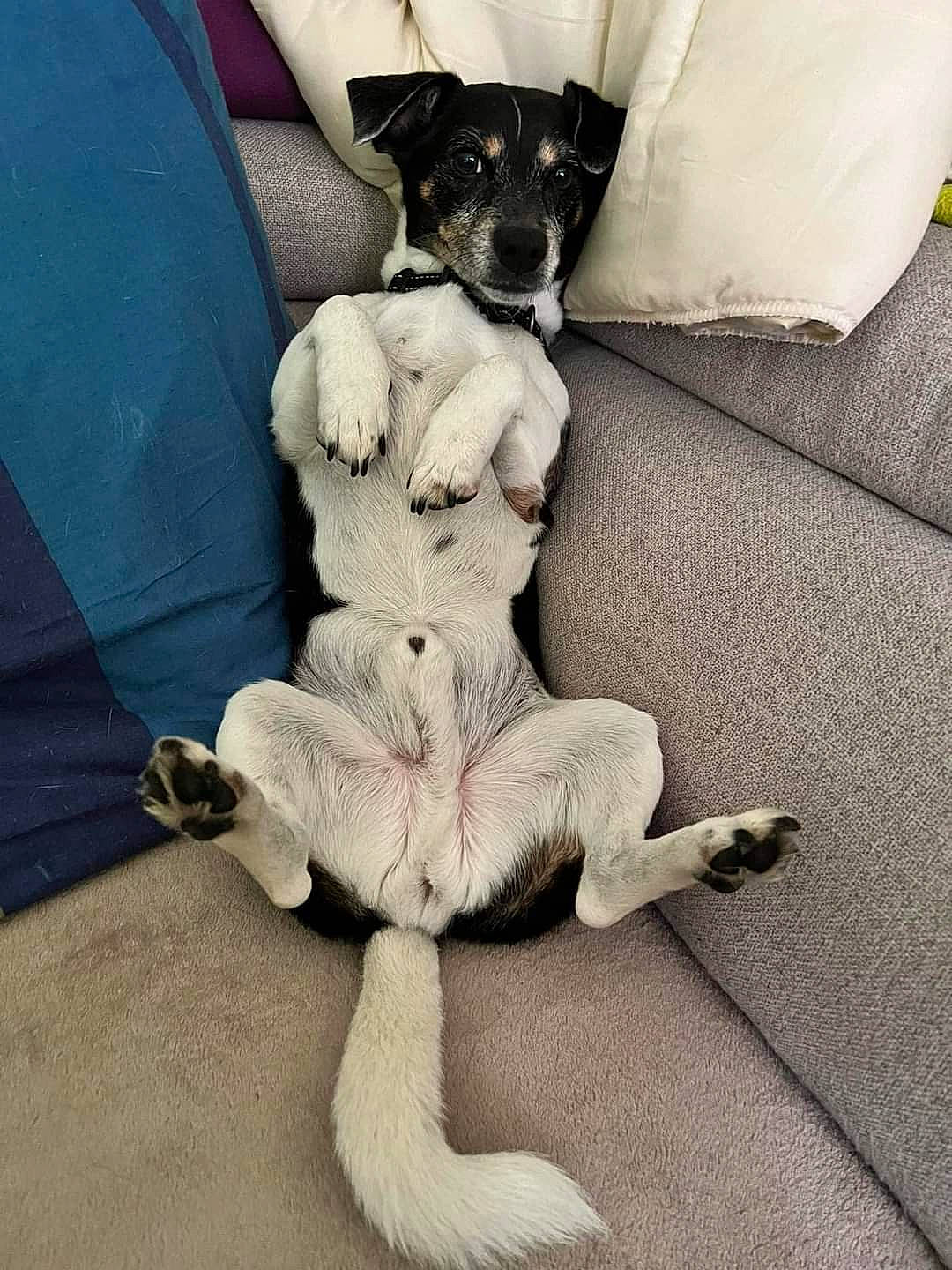 Léon participe au concours pour gagner de l'argent avec cette photo : canidae, carnivore, chair, comfort, companion_dog, couch, dog, dog_breed, fawn, felidae, flooring, fur, grey, linens, paw, sporting_group, stuffed_toy, tail, toy_dog, working_animal