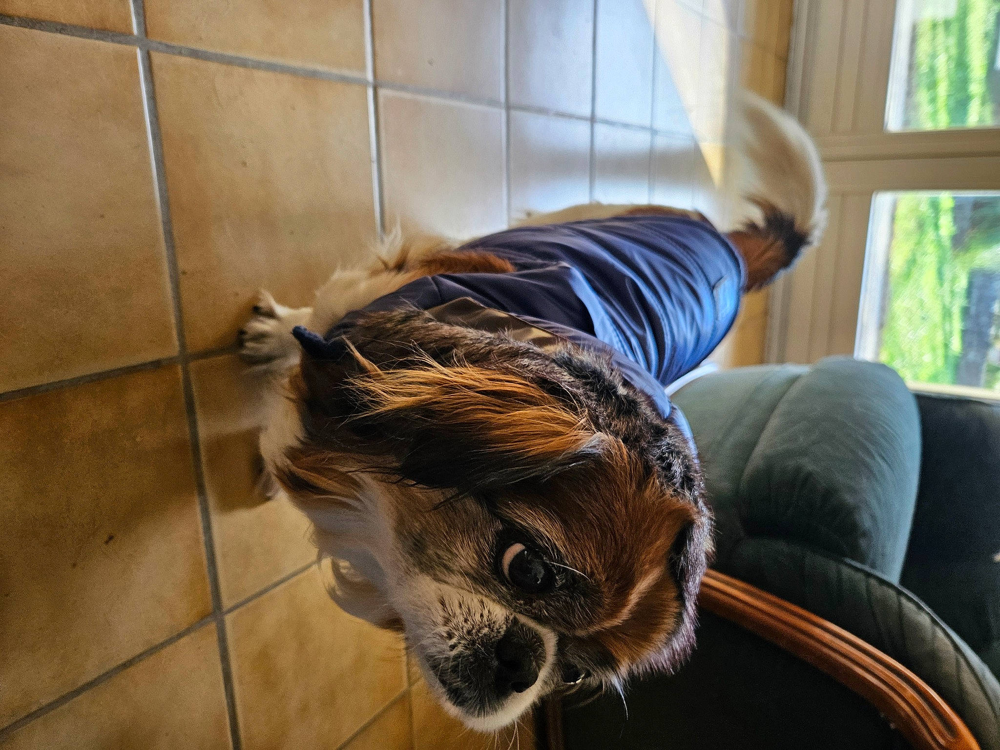 Zoé participe au concours pour gagner de l'argent avec cette photo : canidae, carnivore, comfort, companion_dog, dog_breed, fawn, felidae, flooring, fur, hardwood, human_leg, liver, plant, snout, terrestrial_animal, tree, whiskers, window, wood, working_animal