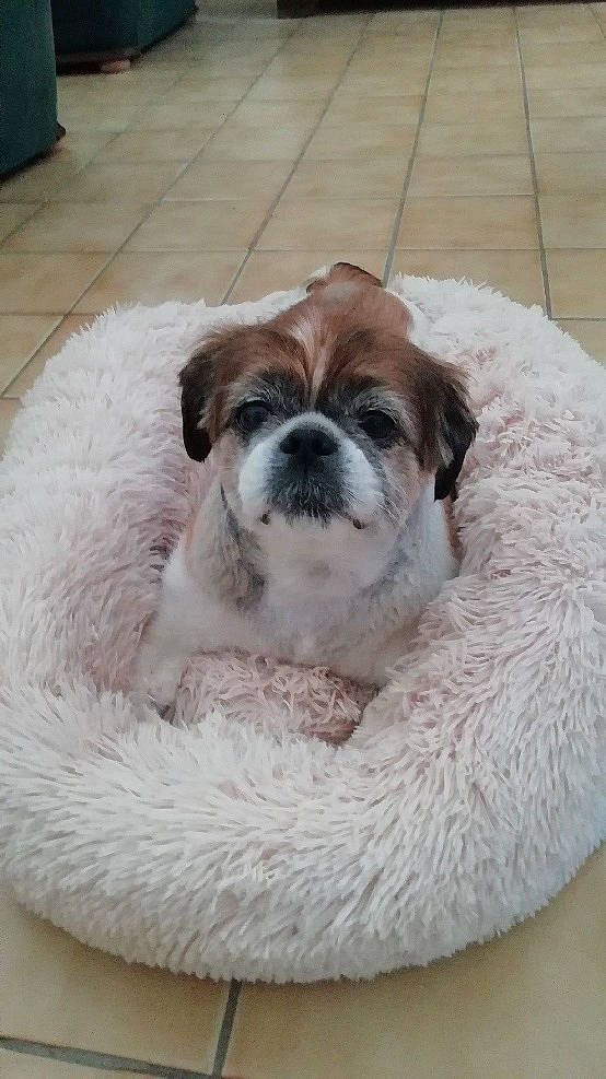 Zoé participe au concours pour gagner de l'argent avec cette photo : bored, bulldog, carnivore, comfort, companion_dog, dog, dog_bed, dog_breed, dog_supply, fawn, flooring, fur, liver, snout, sporting_group, terrestrial_animal, toy_dog, whiskers, working_animal, wrinkle