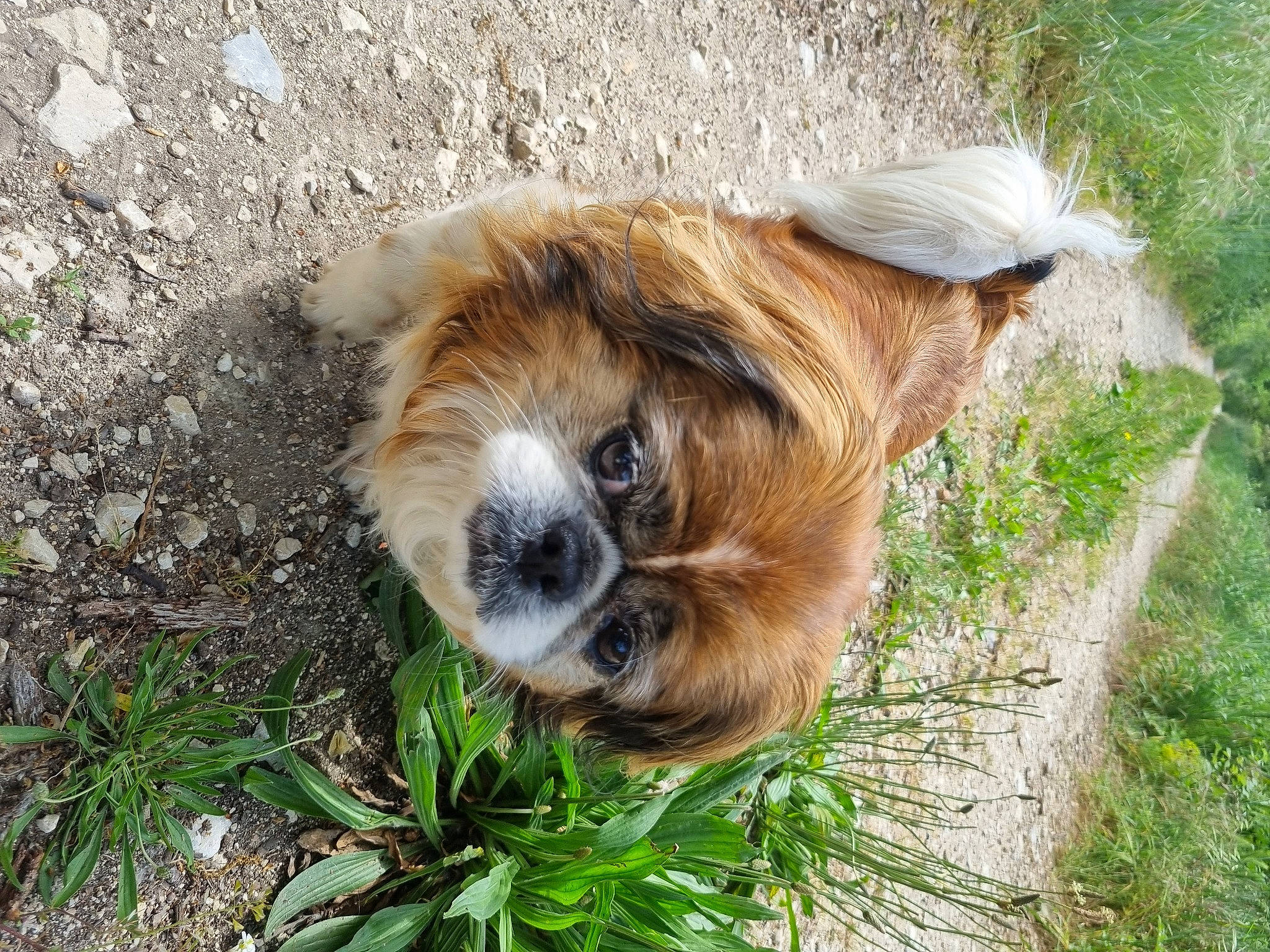 Zoé a rejoint le concours — aidez-le/la à gagner de superbes lots ! canidae, carnivore, companion_dog, dog_breed, fawn, fur, grass, liver, livestock, plant, primate, snout, sporting_group, terrestrial_animal, whiskers, zoo