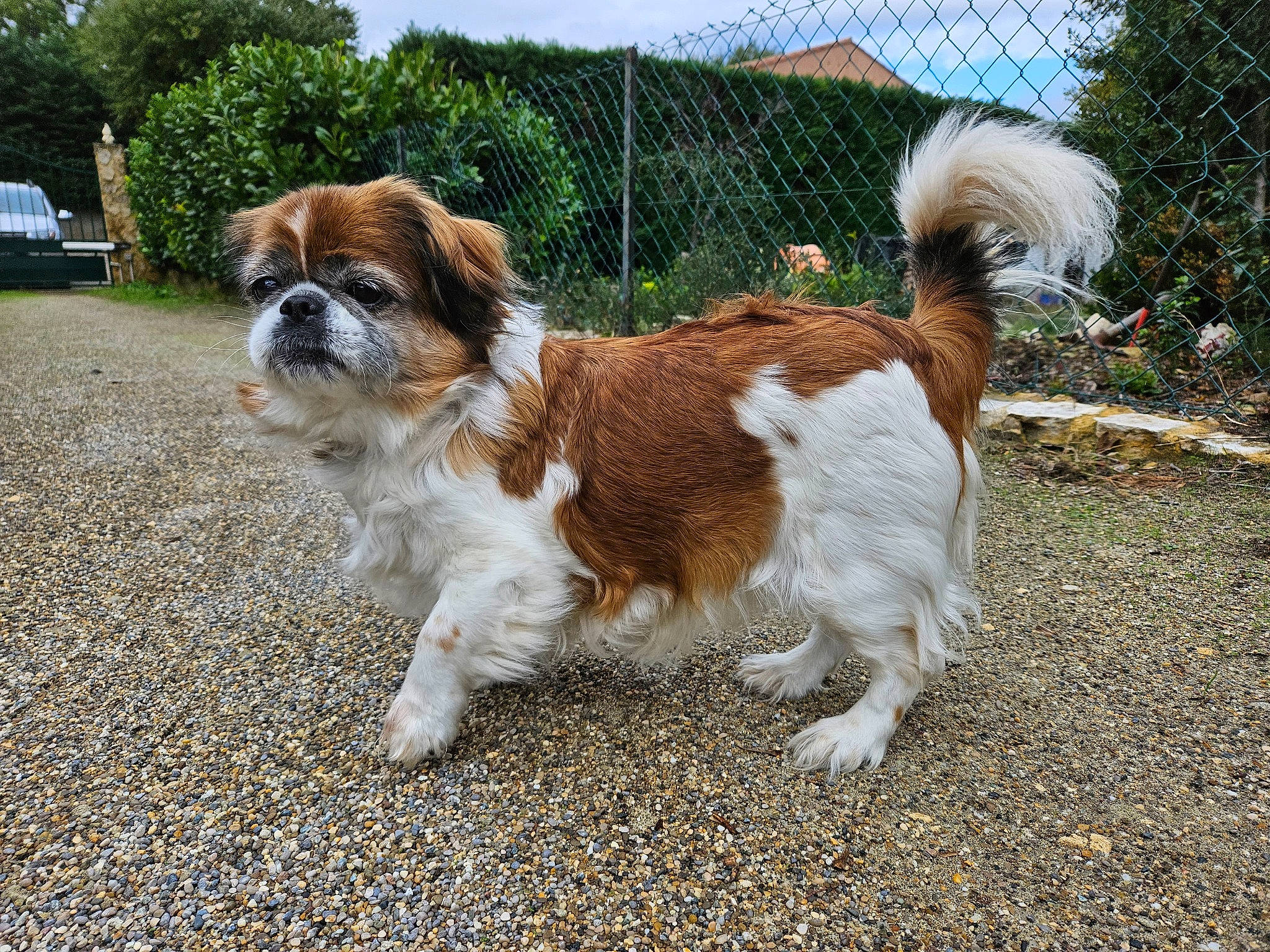 Zoé a rejoint le concours — aidez-le/la à gagner de superbes lots ! canidae, carnivore, collar, companion_dog, dog, dog_breed, fawn, fence, fur, grass, king_charles_spaniel, plant, sky, snout, sporting_group, tail, terrestrial_animal, toy_dog, tree, vehicle_registration_plate