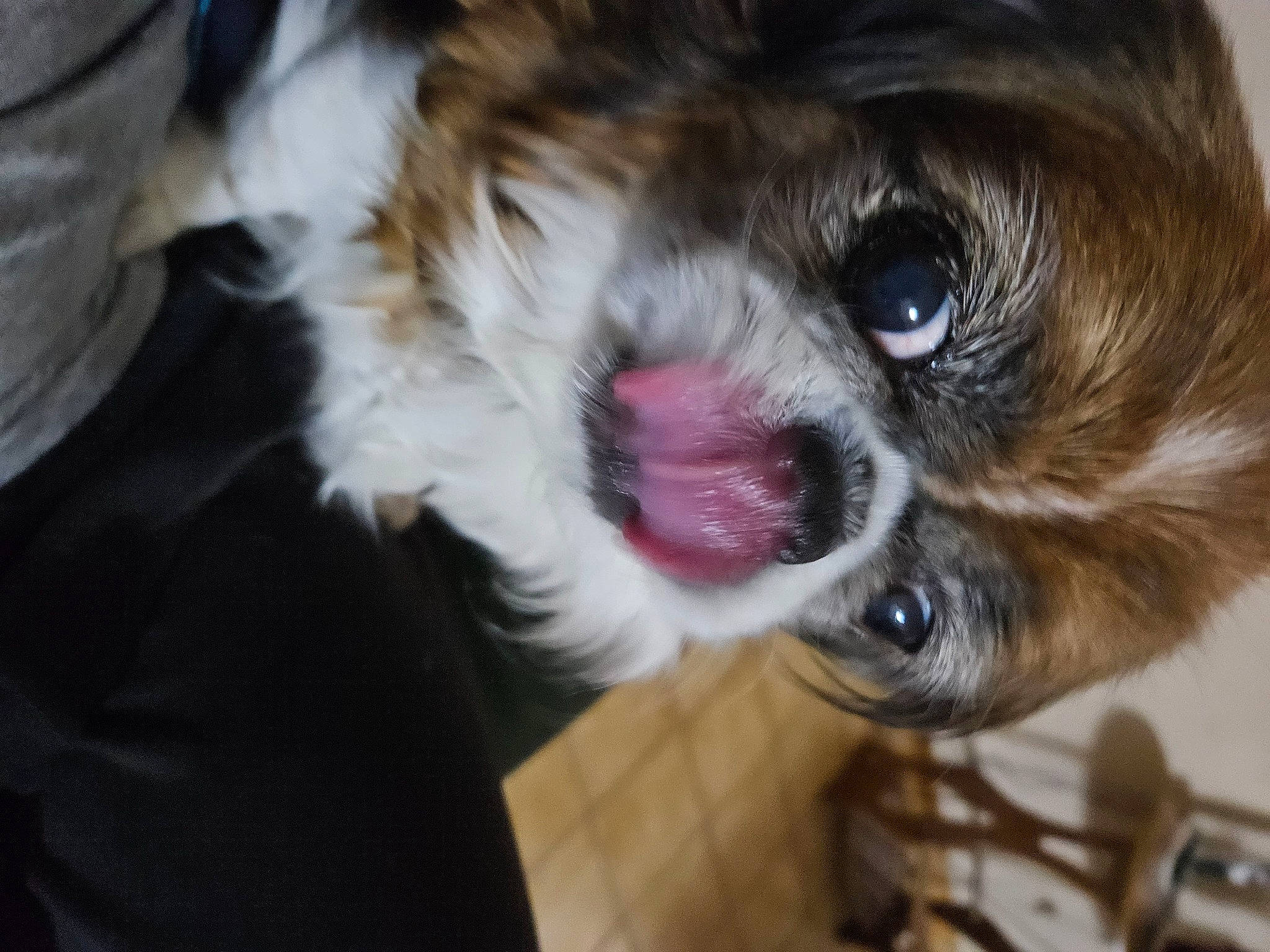 Zoé a rejoint le concours — aidez-le/la à gagner de superbes lots ! carnivore, companion_dog, dog, dog_breed, ear, eye, fang, fawn, felidae, fur, liver, paw, smile, snout, sporting_group, tongue, toy_dog, whiskers, working_animal, yawn