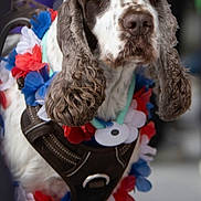 Pollux participe au concours pour gagner de l'argent avec cette photo : animal, blue, canine, closeup, curly_hair, cute, decorated, dog, domestic_animal, ears, expression, floral_garland, fur, leash, muzzle, outdoor, pet, portrait, red, white