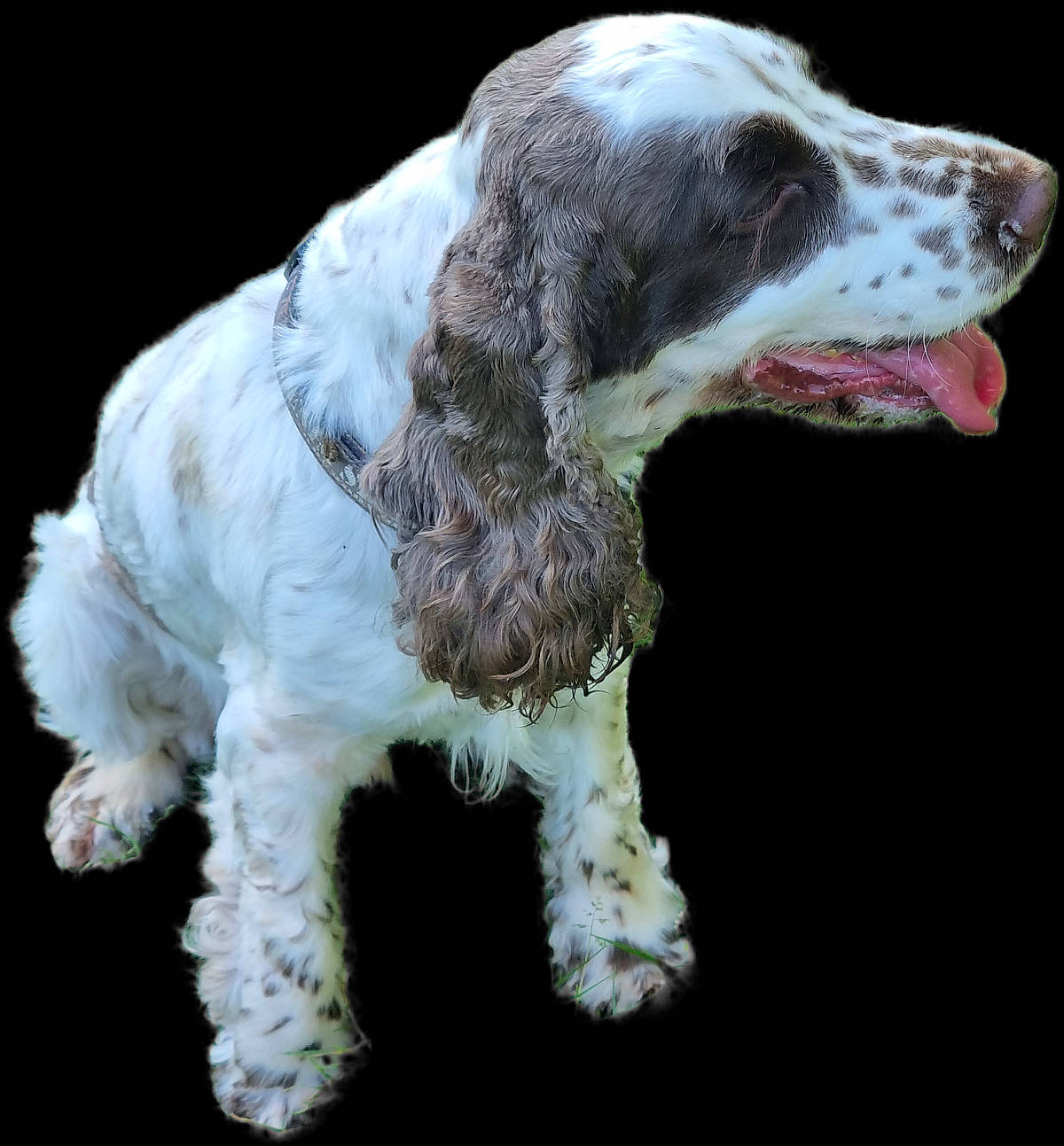 Pollux participe au concours pour gagner de l'argent avec cette photo : biting, canidae, carnivore, companion_dog, dog, dog_breed, fur, gun_dog, hunting_dog, liver, snout, snow, sporting_group, terrestrial_animal