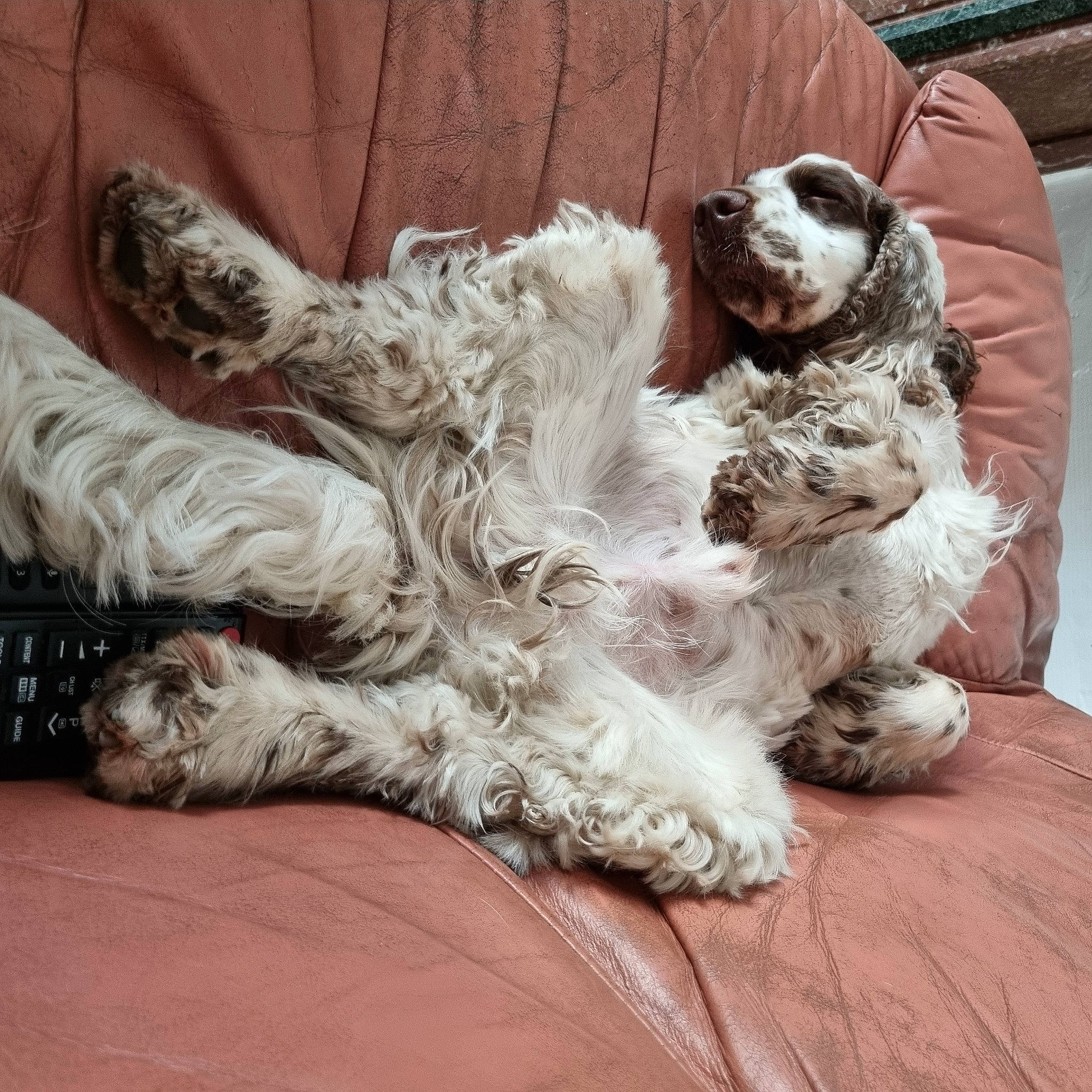 Pollux participe au concours pour gagner de l'argent avec cette photo : canidae, carnivore, comfort, companion_dog, dog, dog_breed, dog_collar, foot, fur, gun_dog, human_leg, liver, paw, snout, spaniel, sporting_group, tail, toy_dog, water_dog, working_animal