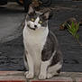 Luigi participe au concours pour gagner de l'argent avec cette photo :