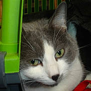 Luigi participe au concours pour gagner de l'argent avec cette photo :