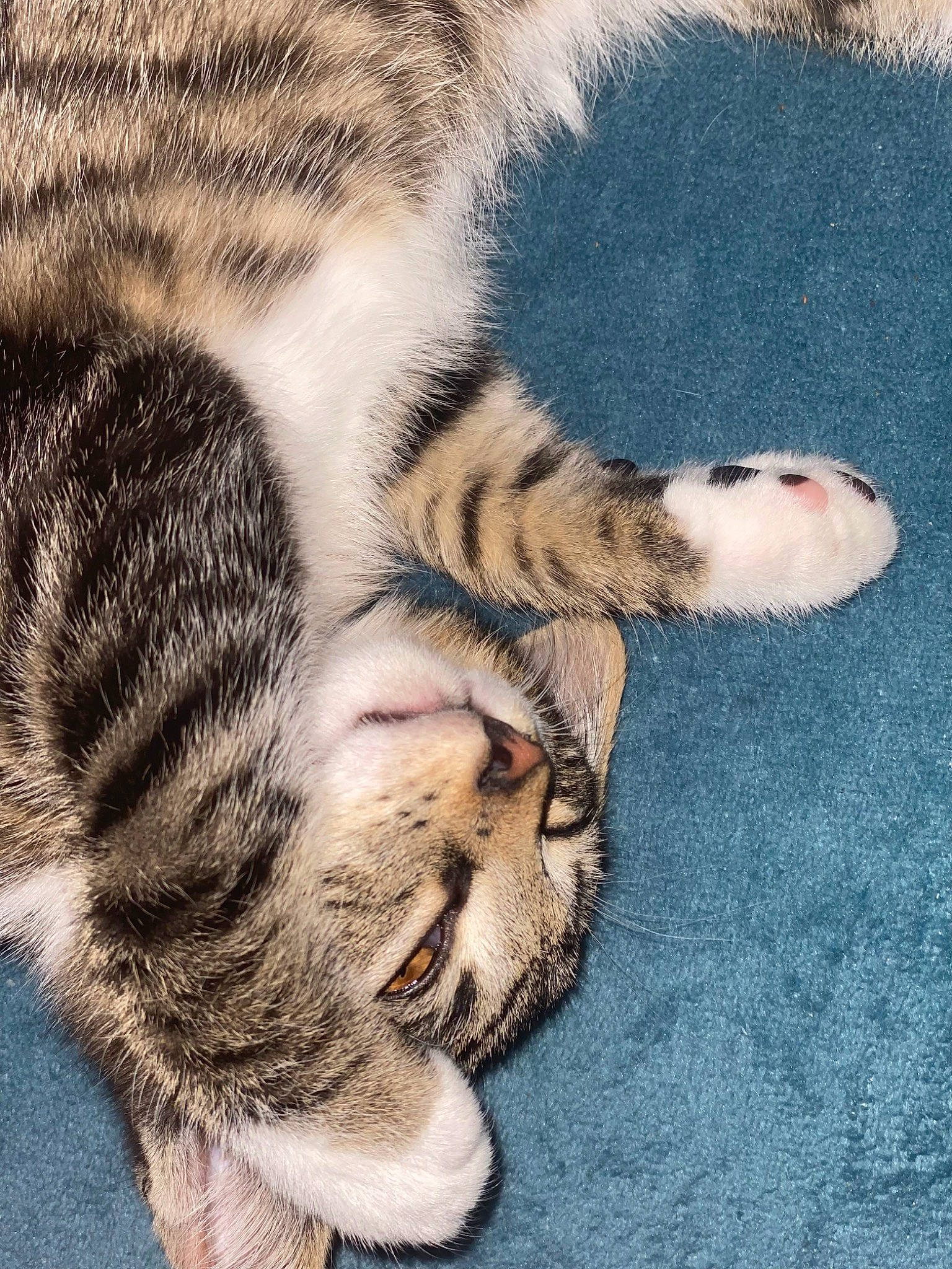 Toumy a rejoint le concours — aidez-le/la à gagner de superbes lots ! carnivore, cat, close_up, comfort, domestic_short_haired_cat, eye, felidae, fur, grass, mammal, nap, organism, paw, small_to_medium_sized_cats, snout, tail, terrestrial_animal, vertebrate, whiskers, wildlife