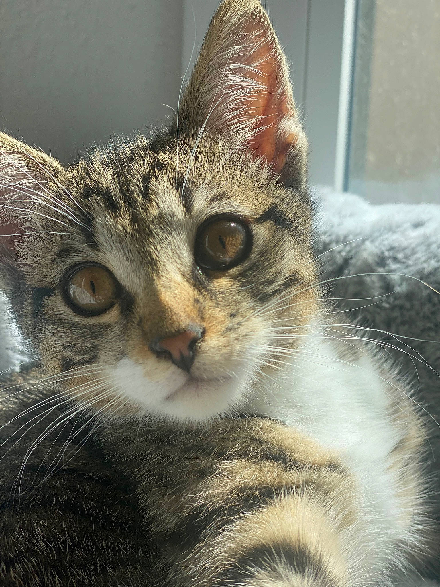 Toumy participe au concours pour gagner de l'argent avec cette photo : carnivore, cat, close_up, domestic_short_haired_cat, felidae, fur, paw, small_to_medium_sized_cats, snout, terrestrial_animal, whiskers, wildlife, window