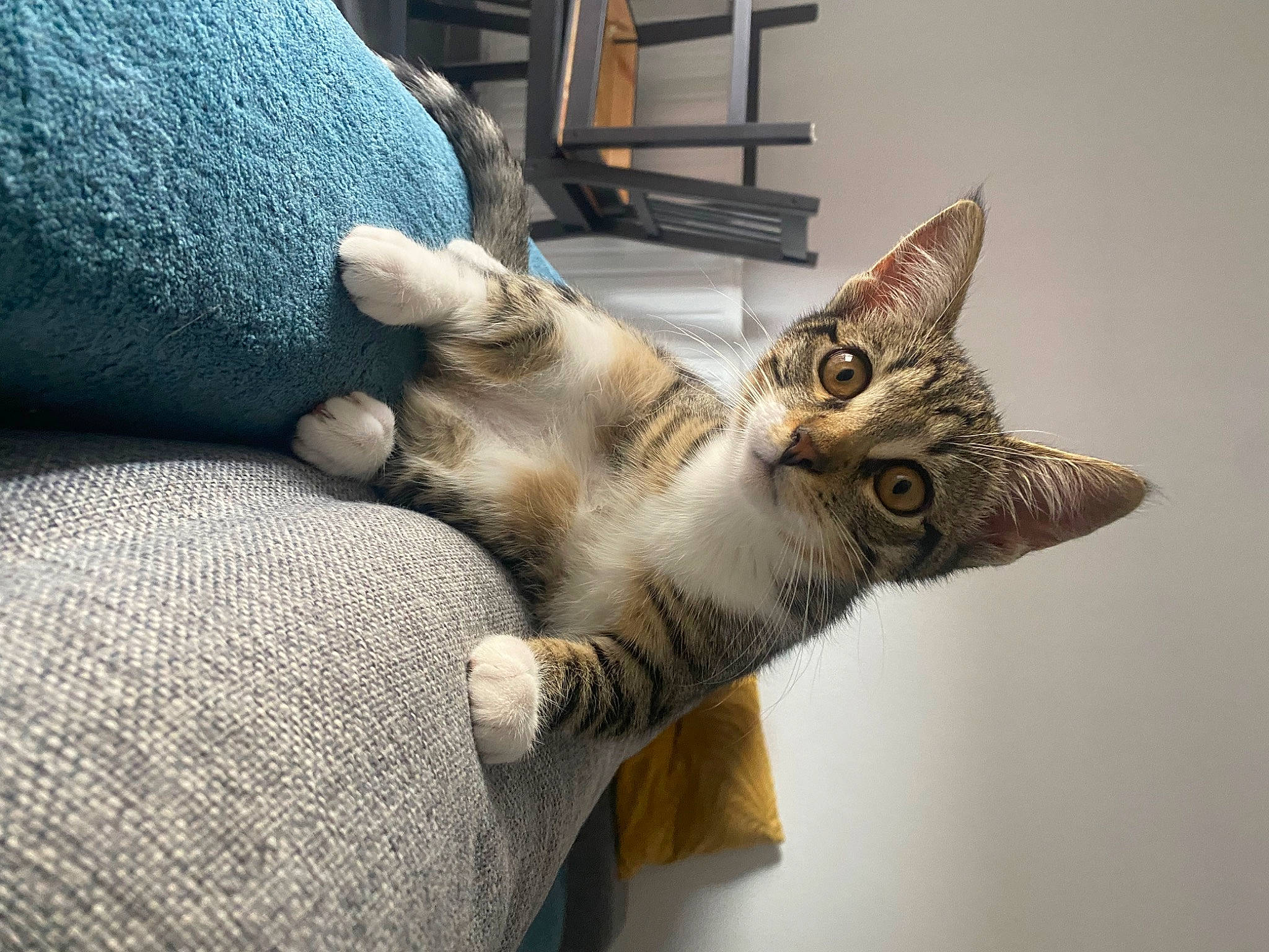 Toumy a rejoint le concours — aidez-le/la à gagner de superbes lots ! carnivore, cat, claw, comfort, couch, devon_rex, domestic_short_haired_cat, fawn, felidae, fur, grey, ladder, paw, room, small_to_medium_sized_cats, tail, terrestrial_animal, whiskers, wildlife, wood