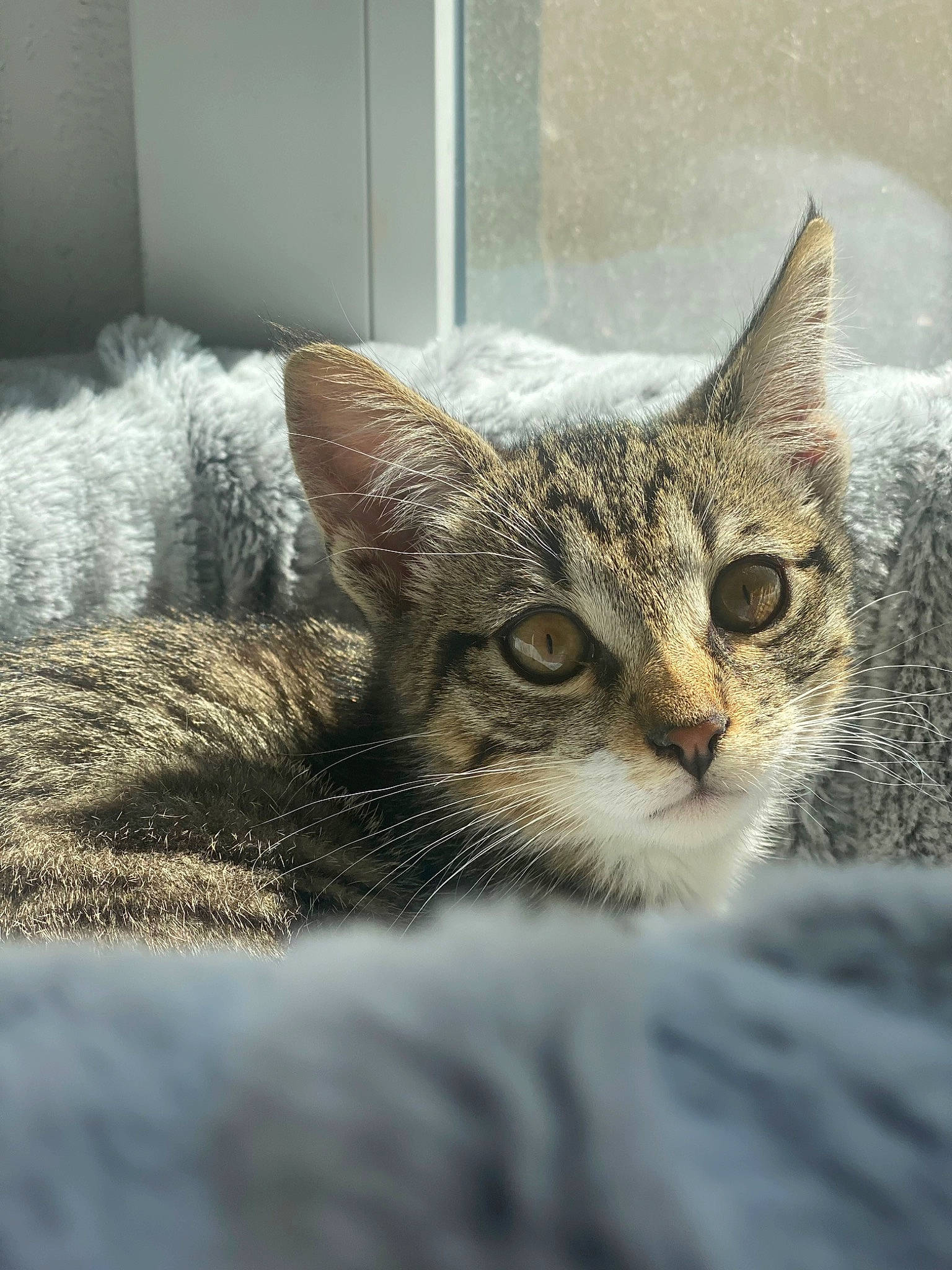 Toumy a rejoint le concours — aidez-le/la à gagner de superbes lots ! carnivore, cat, claw, comfort, domestic_short_haired_cat, door, felidae, fur, grey, paw, sitting, small_to_medium_sized_cats, snout, terrestrial_animal, whiskers, wildlife, window