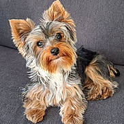 Aiko participe au concours pour gagner de l'argent avec cette photo : dog, yorkshire_terrier, small_dog, puppy, pet, canine, fluffy, long_hair, tan_fur, black_fur, silver_fur, pointed_ears, brown_eyes, black_nose, sitting, lying_down, sofa, indoor, portrait, cute