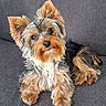 dog, yorkshire_terrier, small_dog, puppy, pet, canine, fluffy, long_hair, tan_fur, black_fur, silver_fur, pointed_ears, brown_eyes, black_nose, sitting, lying_down, sofa, indoor, portrait, cute