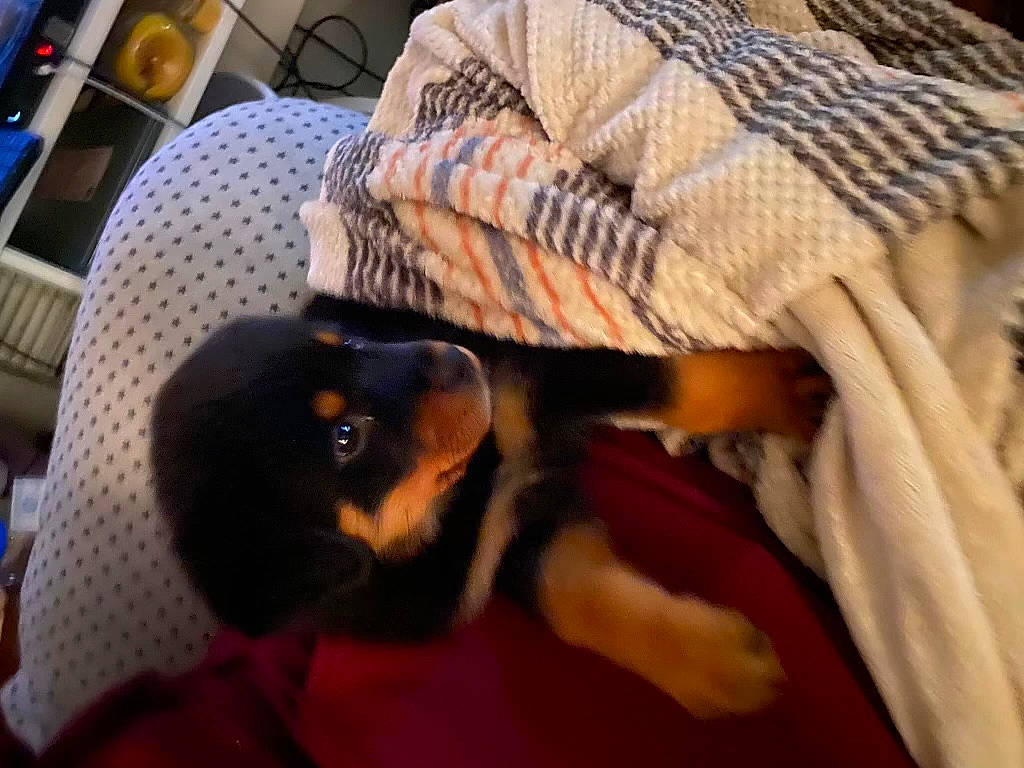 Roxy Ann joined the competition — help win amazing prizes! canidae, carnivore, comfort, companion_dog, dog_breed, fawn, felidae, fur, guard_dog, kitchen_appliance, linens, nap, room, small_to_medium_sized_cats, sporting_group, tableware, tail, toy_dog, whiskers, wood