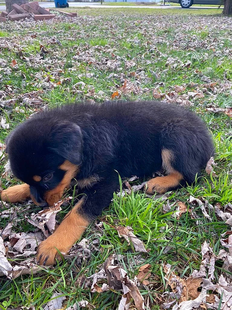 Roxy Ann joined the competition — help win amazing prizes! canidae, carnivore, companion_dog, dog, dog_breed, grass, groundcover, hunting_dog, liver, montenegrin_mountain_hound, plant, soil, sporting_group, tail, terrestrial_animal, tire, wheel, working_animal, working_dog