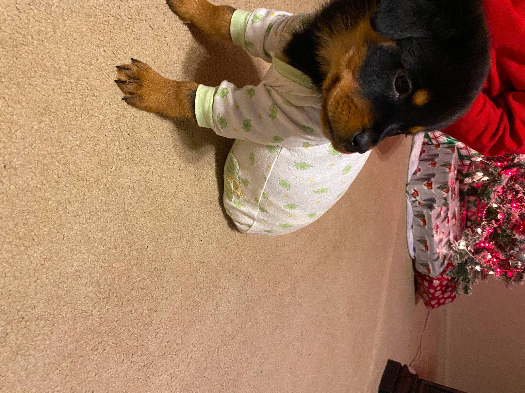 Roxy Ann joined the competition — help win amazing prizes! arm, child, event, fashion_design, flooring, fun, fur, hand, jacket, linens, room, soil, sunglasses, toddler, tree