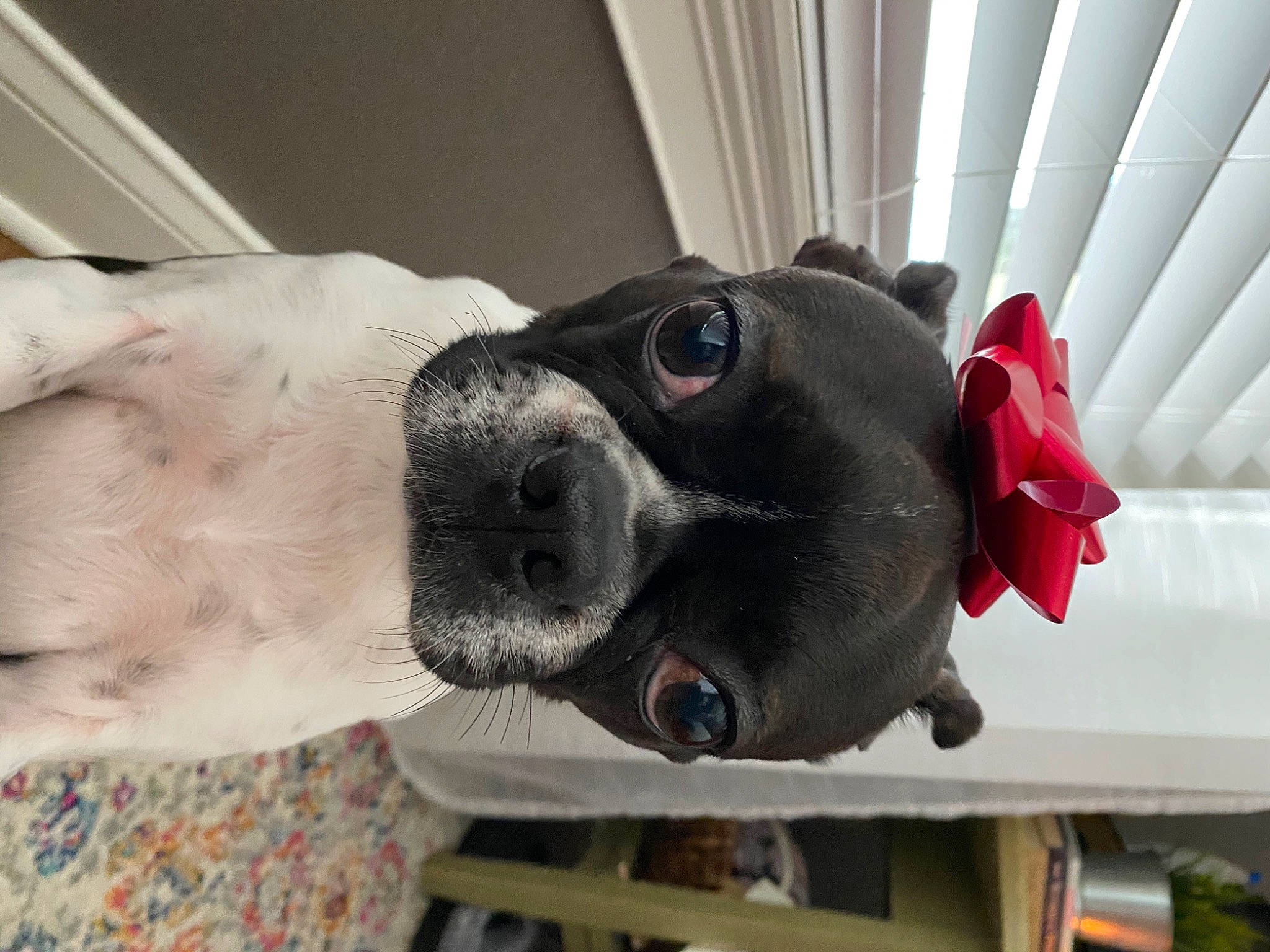 Elliot is registered to the contest to win money with this photo: canidae, carmine, carnivore, chest, collar, companion_dog, curtain, dog, dog_breed, dog_collar, eyewear, fawn, fur, non_sporting_group, personal_protective_equipment, snout, sporting_group, working_animal