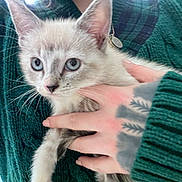 Miu Miu joined the competition — help win amazing prizes! kitten, cat, pet, blue_eyes, person, hand, tattoo, green_sweater, knitwear, close_up, indoor, animal, cute, fur, whiskers, holding, young, domestic_animal, cozy, portrait