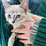 kitten, cat, pet, blue_eyes, person, hand, tattoo, green_sweater, knitwear, close_up, indoor, animal, cute, fur, whiskers, holding, young, domestic_animal, cozy, portrait