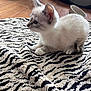 Miu Miu is registered to the contest to win money with this photo: kitten, cat, pet, animal, feline, indoor, curious, fluffy, fur, small, cute, young, texture, pattern, rug, wooden_floor, home, cozy, natural_light, side_view