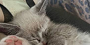 Miu Miu joined the competition — help win amazing prizes! kitten, sleeping, paw, pink_paw_pads, fur, cozy, close_up, animal, pet, resting, cute, domestic_cat, feline, soft, relaxed, indoor, mammal, whiskers, small, patterned_fabric