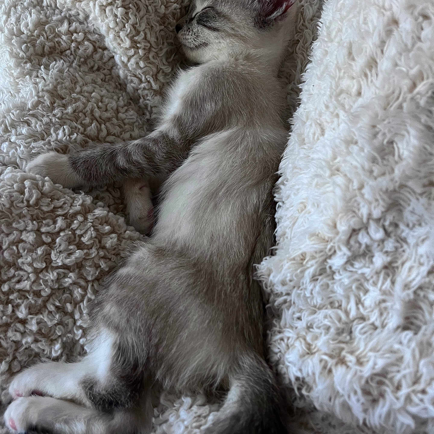 Miu Miu joined the competition — help win amazing prizes! animal, comfort, cozy, cute, domestic_cat, fluffy_blanket, fur, indoors, kitten, mammal, napping, peaceful, pet, relaxation, resting, sleeping, small, soft, white, young