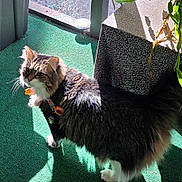 Juliette joined the competition — help win amazing prizes! cat, tabby, fluffy_fur, indoor, sunlight, green_carpet, plant, planter, shadow, light, pet, whiskers, tail, ears, collar, feline, floor, houseplant, domestic_animal, standing