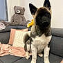 animal, architecture, blanket, building, canine, cat, couch, cushion, dog, furniture, germanshepherd, homedecor, indoors, pet, pillow, plush, puppy, snout, teddybear, toy