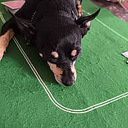Chipie participe au concours pour gagner de l'argent avec cette photo : animal, black_dog, canine, casual, companion, dog, felt_table, green_table, indoor, lying_down, nail_polish, person, pet, playing_cards, relaxed, resting, small_dog, table_surface, tattoo, tattooed_arm