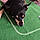 Chipie