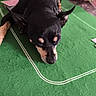 animal, black_dog, canine, casual, companion, dog, felt_table, green_table, indoor, lying_down, nail_polish, person, pet, playing_cards, relaxed, resting, small_dog, table_surface, tattoo, tattooed_arm