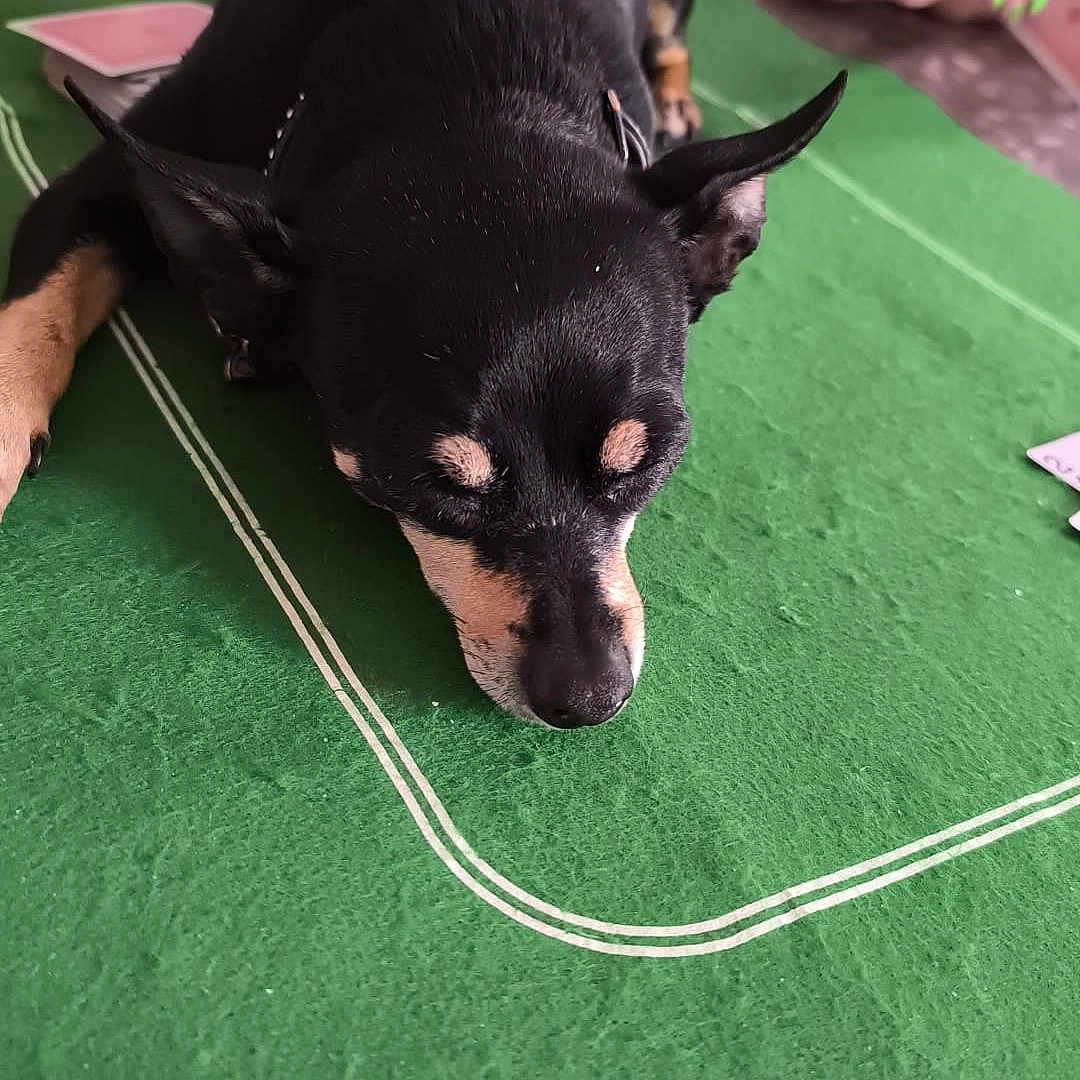 Chipie