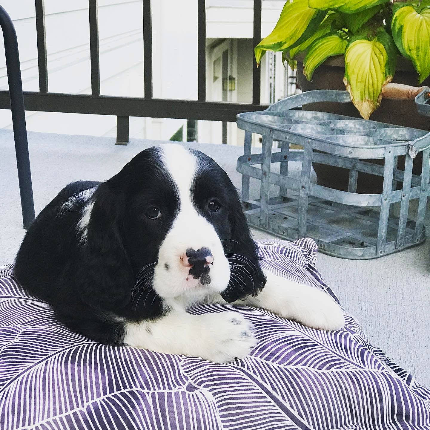 Scarlett is registered to the contest to win money with this photo: bernese_mountain_dog, canidae, carnivore, companion_dog, dog, dog_breed, english_springer_spaniel, home, landseer, mammal, spaniel, sporting_group, vertebrate