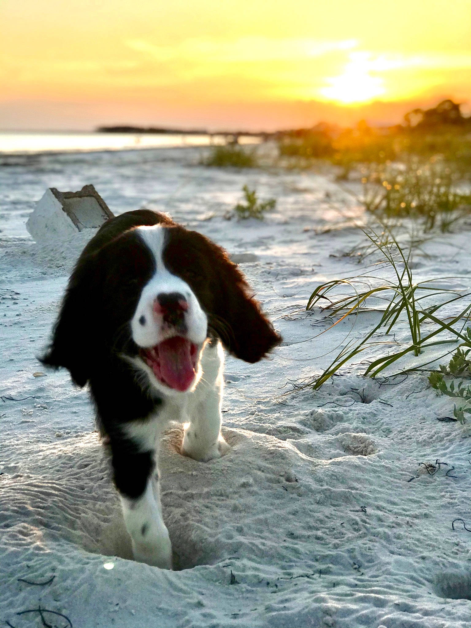 Scarlett is registered to the contest to win money with this photo: canidae, carnivore, dog, dog_breed, drentse_patrijshond, english_springer_spaniel, mammal, snout, spaniel, sporting_group