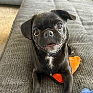 Alice is registered to the contest to win money with this photo: animal, black_dog, carpet, close_up, companion, couch, cute, dog, expression, front_paws, gray_couch, home, indoor, looking_up, pet, pet_toy, playful, plush_toy, puppy, toy