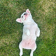 Loki is registered to the contest to win money with this photo: bulldog, puppy, dog, grass, lawn, outdoor, pet, white_dog, cute, lying_down, animal, canine, playful, young_dog, nature, summer, resting, pink_skin, ears, adorable