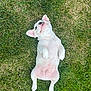 bulldog, puppy, dog, grass, lawn, outdoor, pet, white_dog, cute, lying_down, animal, canine, playful, young_dog, nature, summer, resting, pink_skin, ears, adorable